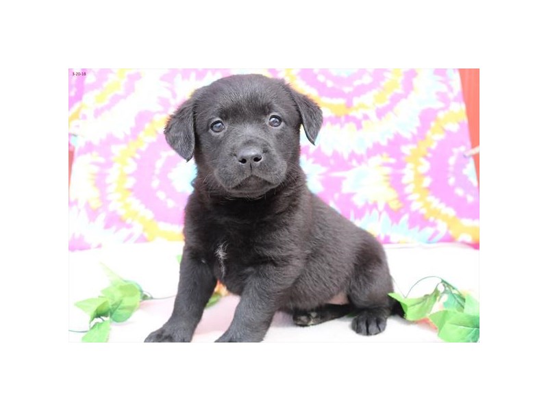 Labrador Retriever
