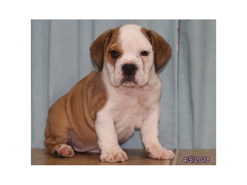 Bulldog/Bulldog-Beagle