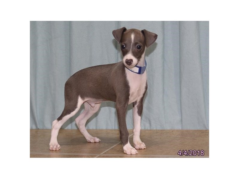 Italian Greyhound