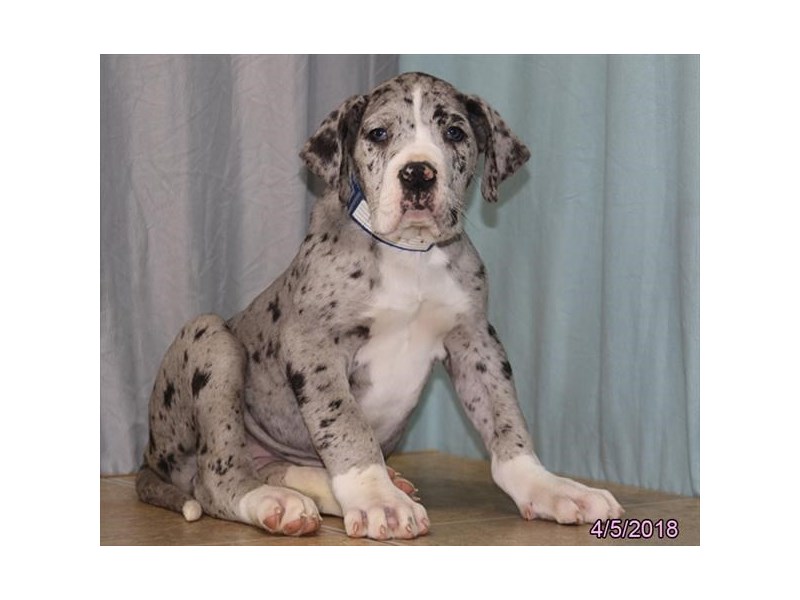 platinum merle great dane