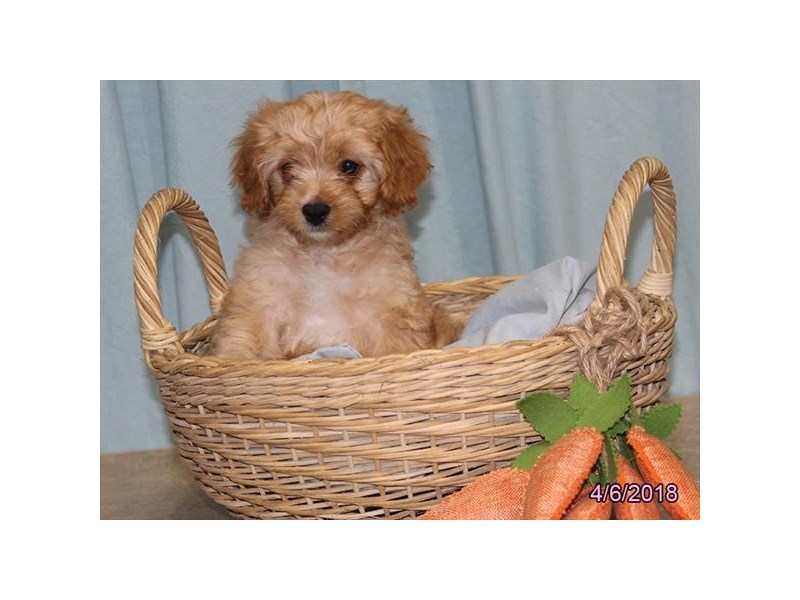 Cavapoo