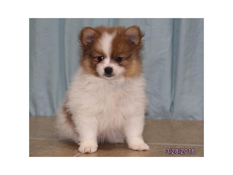 Pomeranian