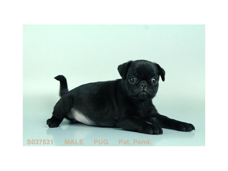 Pug