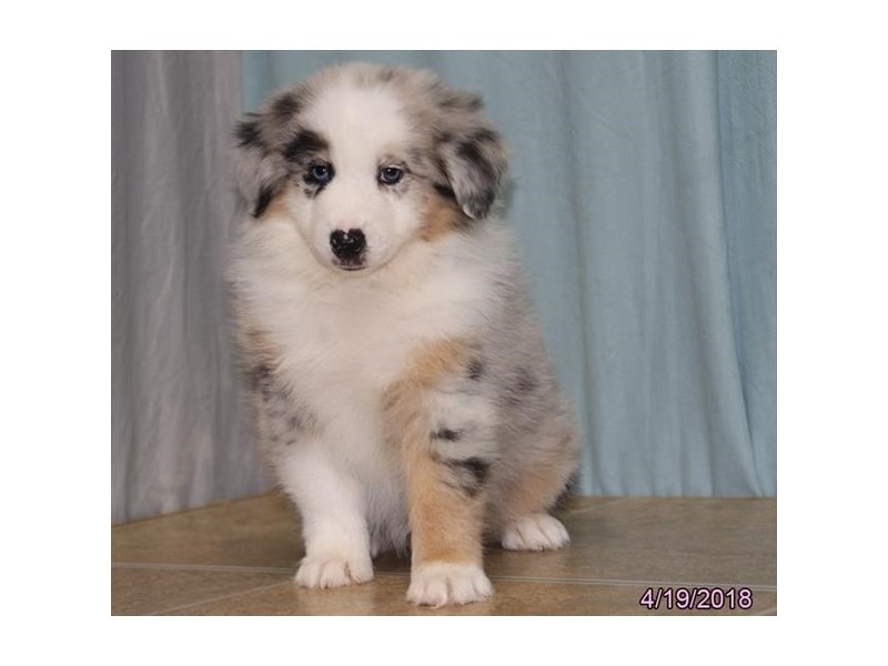 Australian Shepherd
