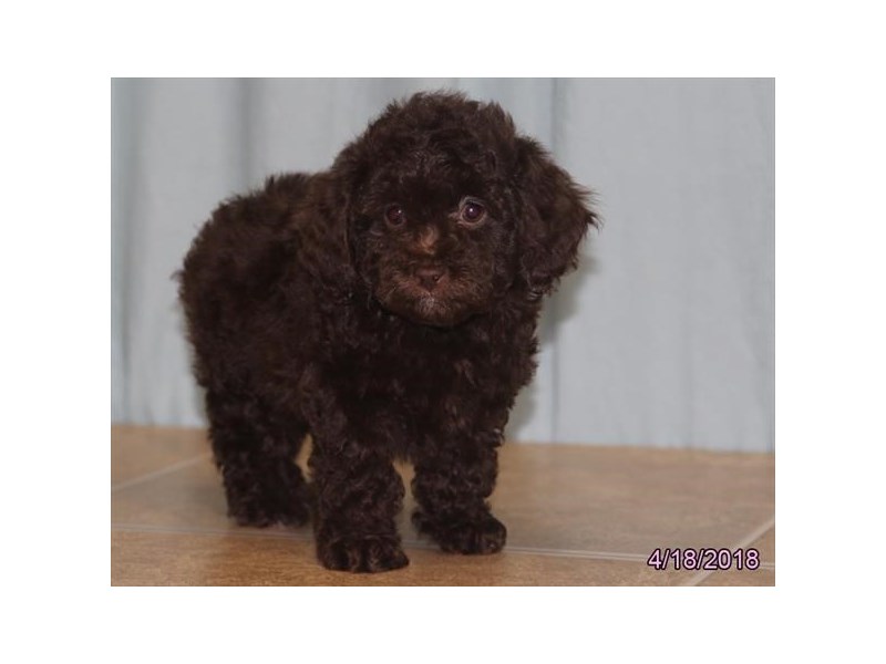Cockapoo