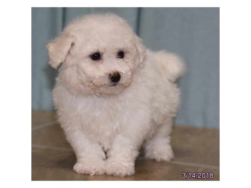 Bichon Frise
