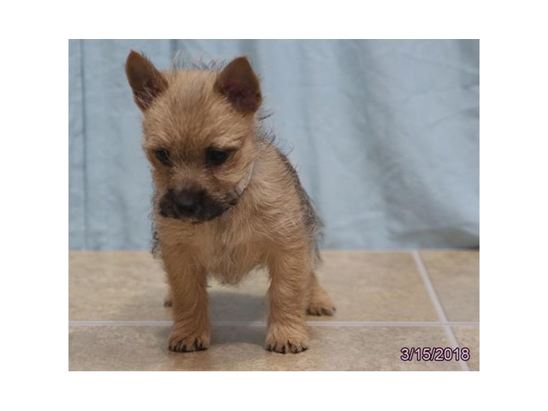 Cairn Terrier