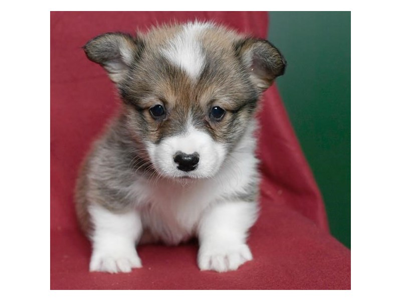 Pembroke Welsh Corgi