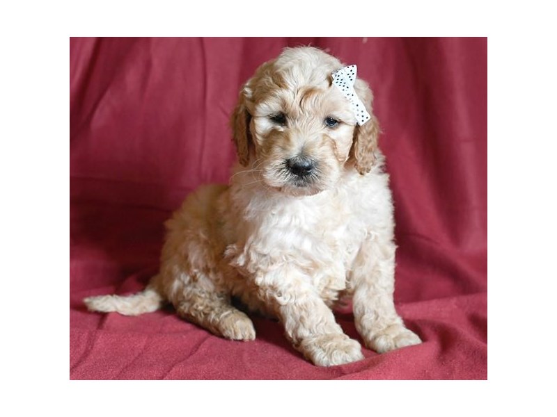 Goldendoodle 2nd Gen