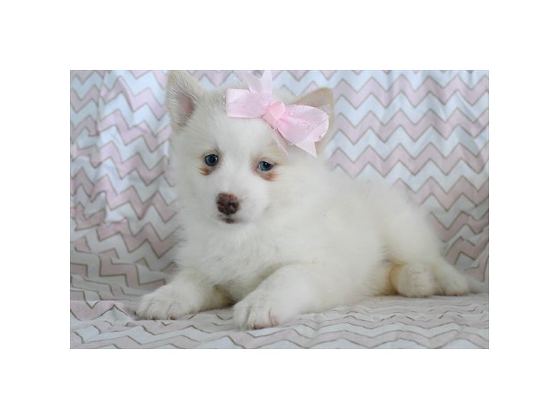 Pomsky