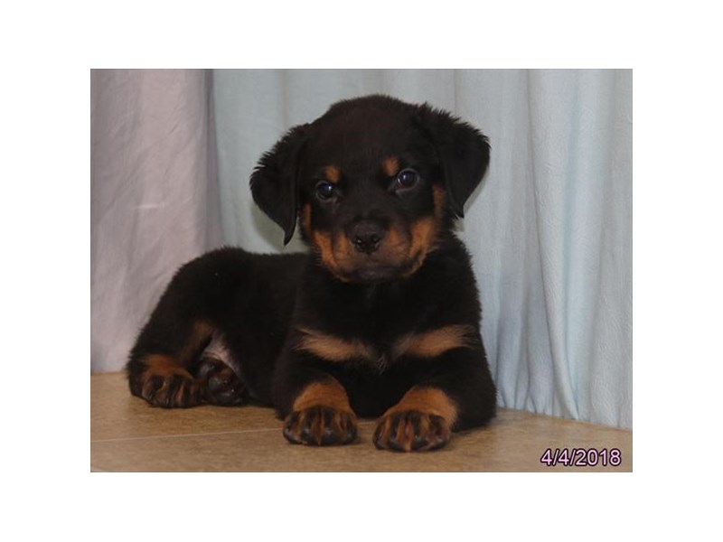 Rottweiler