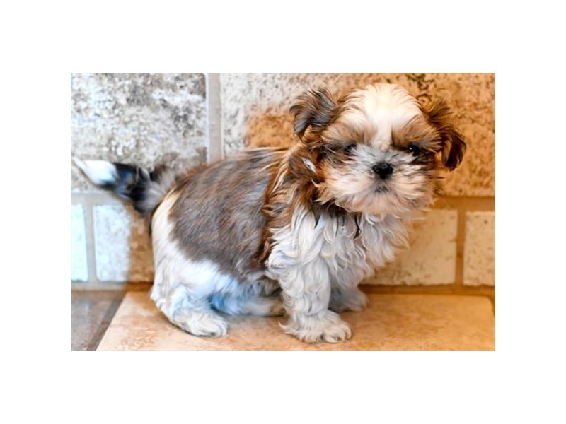 Shih Tzu