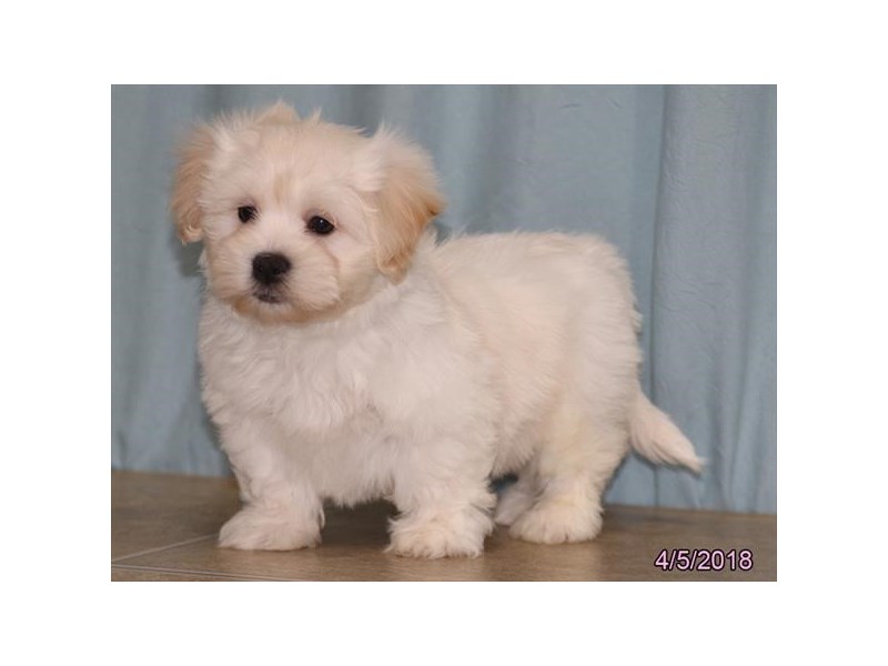 zuchon adoption