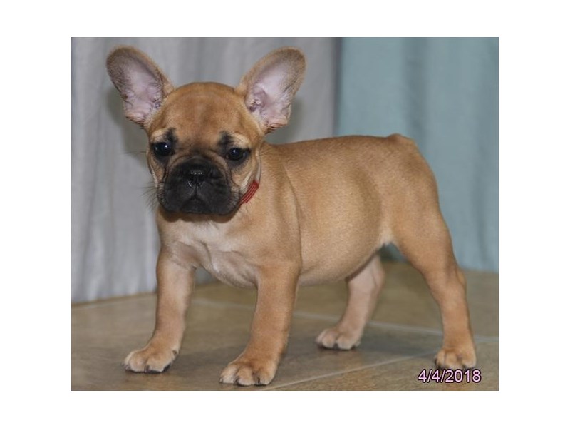 French Bulldog