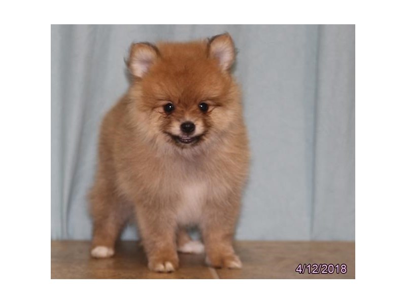 Pomeranian