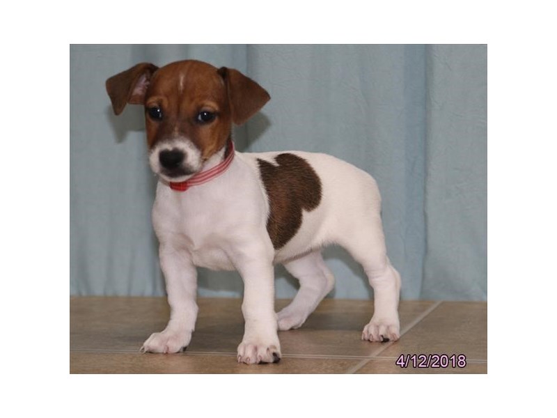 Jack Russell Terrier