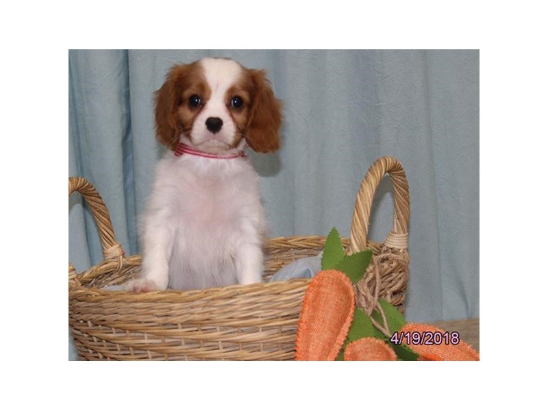 Cavalier King Charles Spaniel