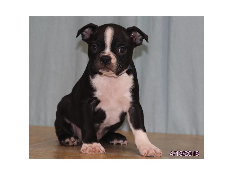 Boston Terrier