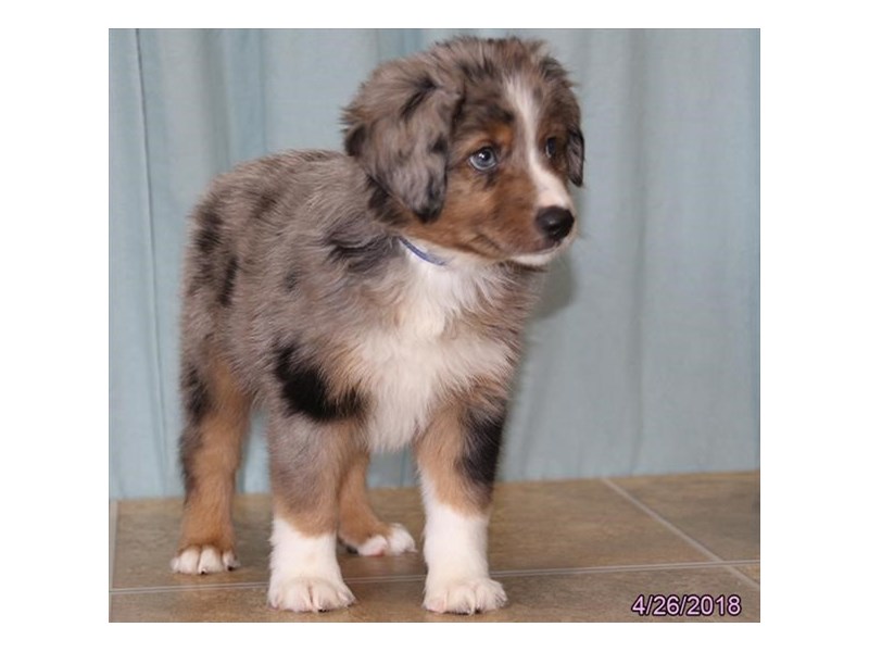 Miniature Australian Shepherd