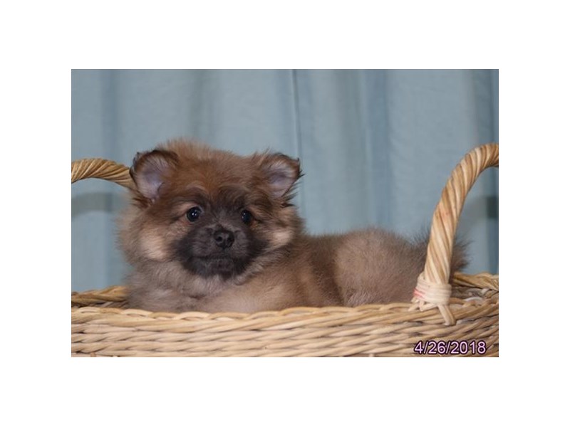 Pomeranian