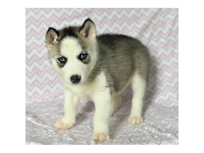 Siberian Husky