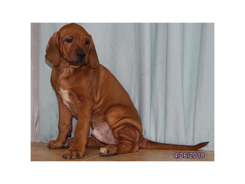 Rhodesian Ridgeback