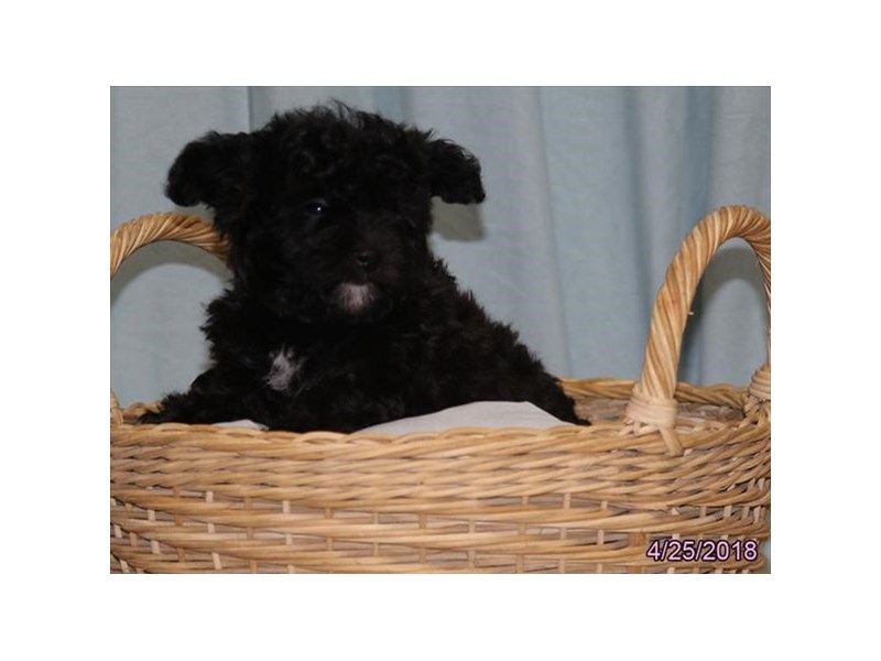 Yorkie/Bichon
