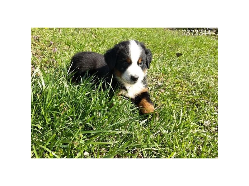 Bernese Mountain Dog