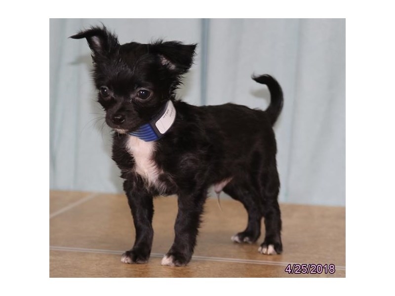 Chihuahua