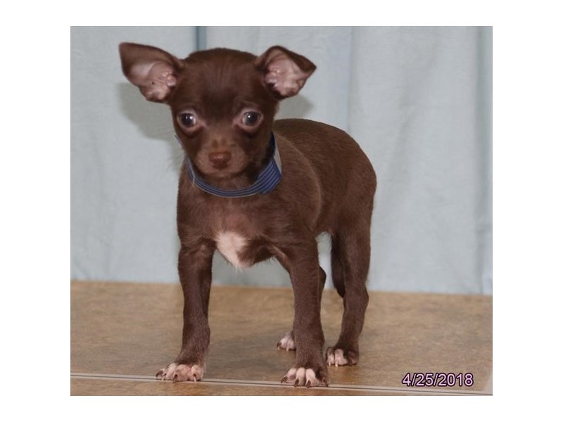 Chihuahua