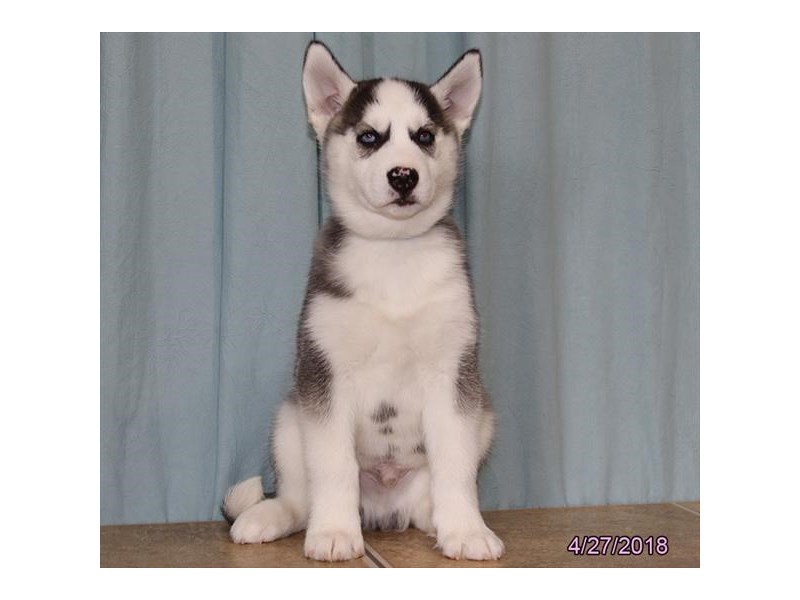 Siberian Husky