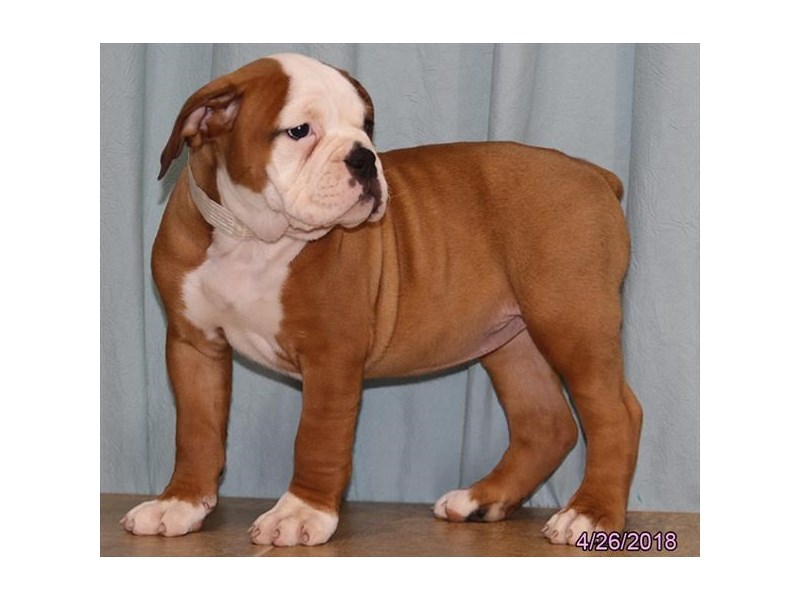 Olde English Bulldog