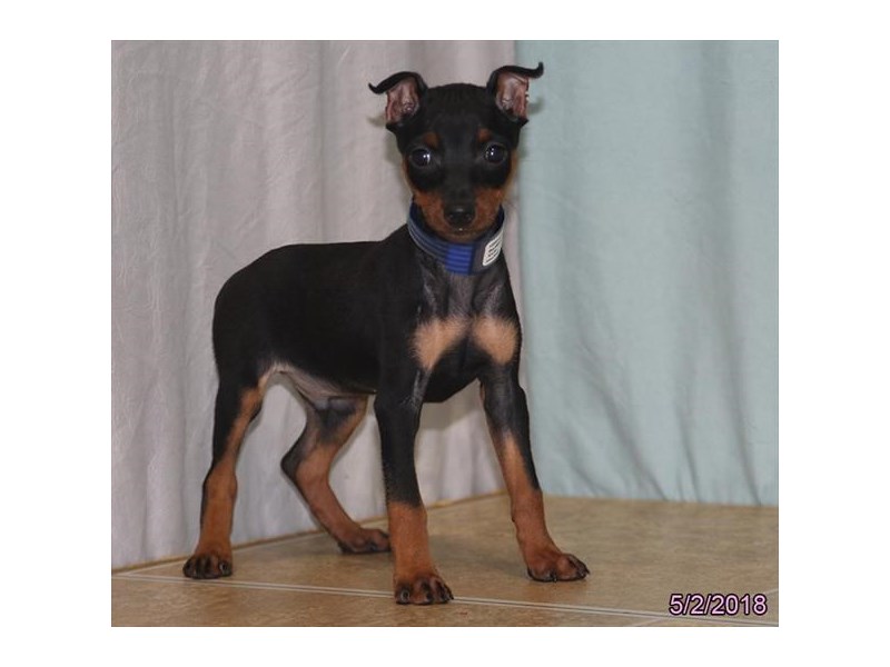 Miniature Pinscher