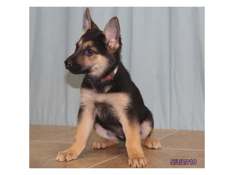 German Shepherd Dog