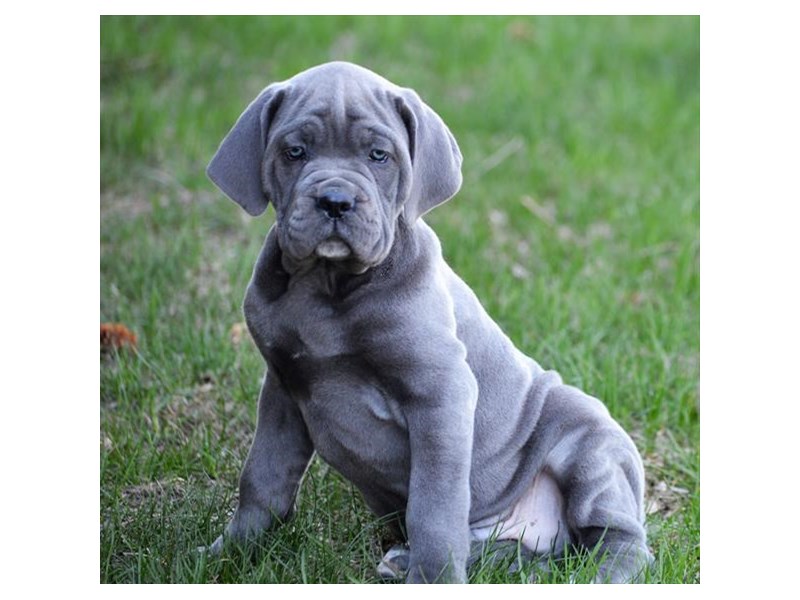 male cane corso puppies for sale