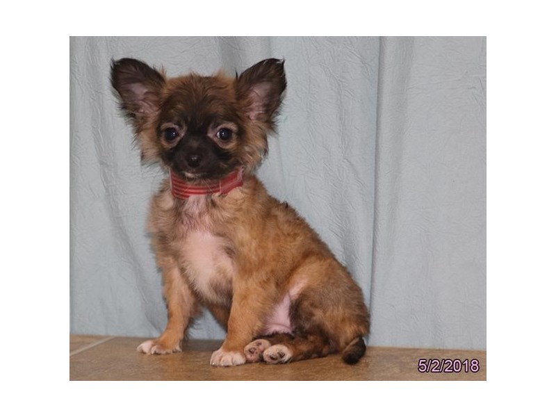 Chihuahua