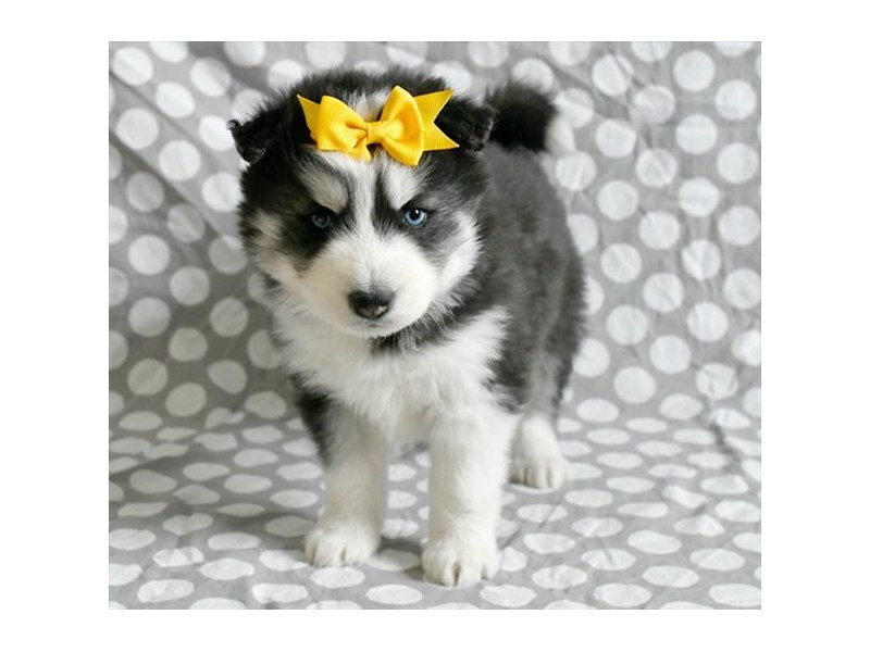 Siberian Husky