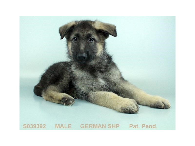 German Shepherd Dog