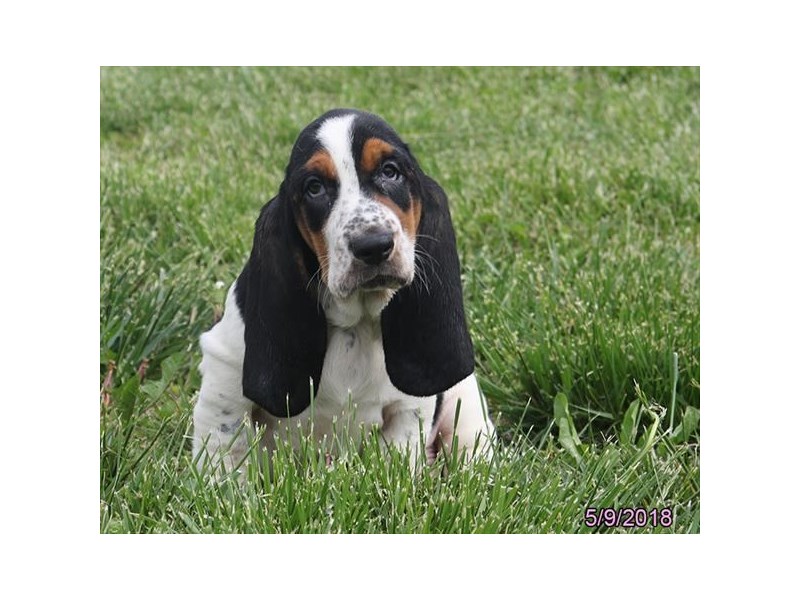 Basset Hound