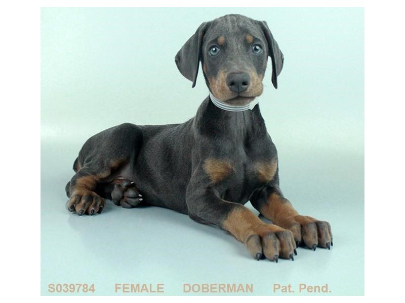 Doberman Pinscher