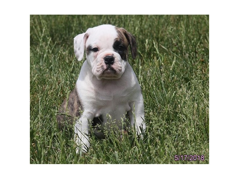 Olde Bulldog