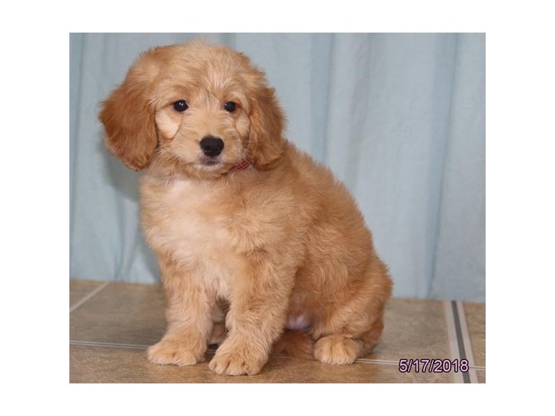 Goldendoodle Mini