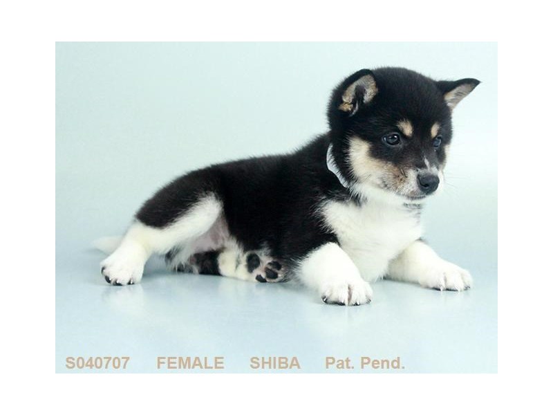 Shiba Inu