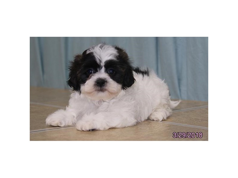 Teddy Bear
