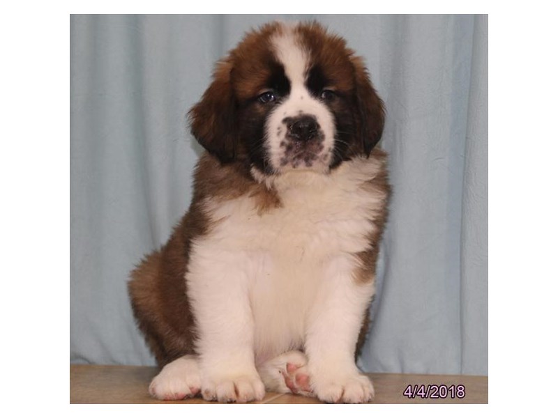 Saint Bernard