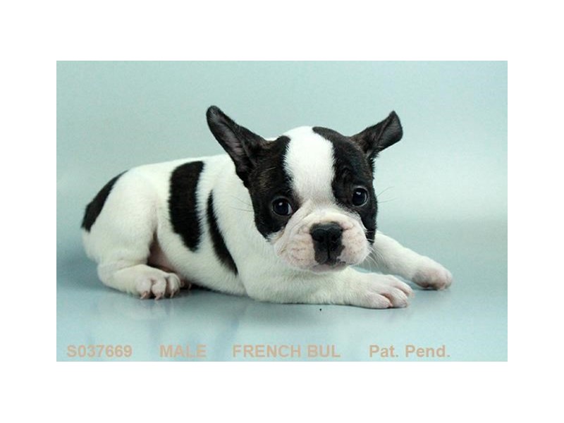 French Bulldog