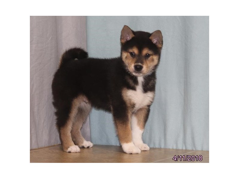 Shiba Inu