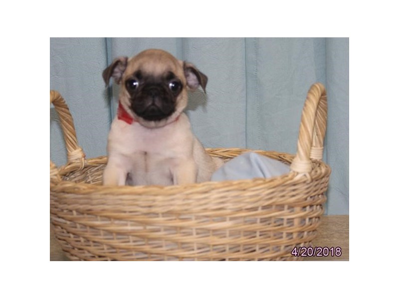 Pug