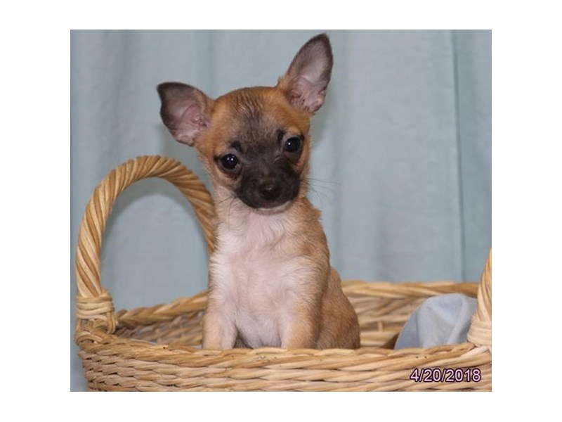Chihuahua