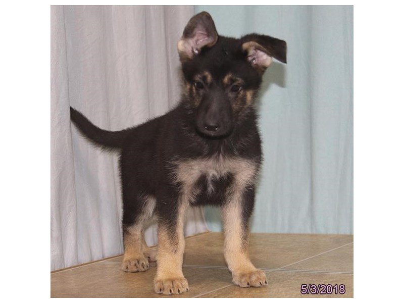 German Shepherd Dog